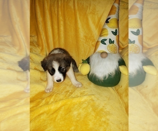 Medium Photo #18 Border Collie Puppy For Sale in AIKEN, SC, USA