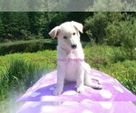Small #5 German Shepherd Dog