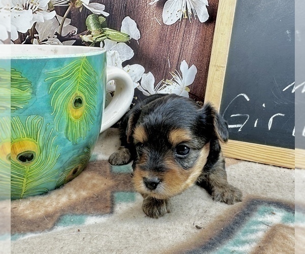 Medium Photo #24 Morkie Puppy For Sale in CASSVILLE, MO, USA