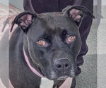 Small American Bulldog-American Staffordshire Terrier Mix