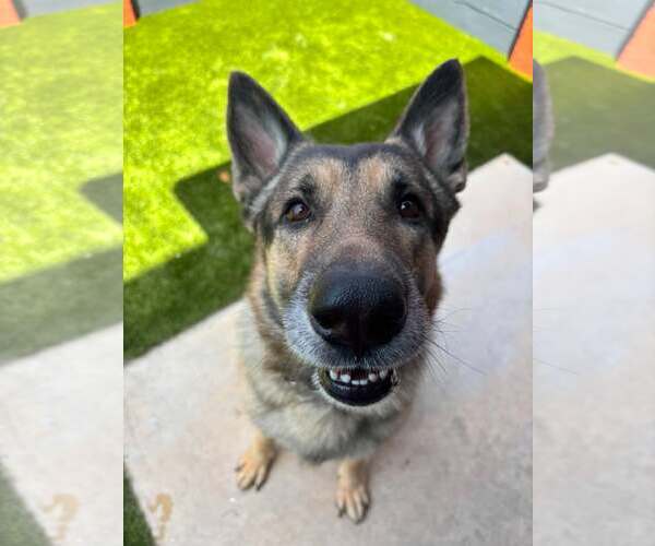 Medium Photo #2 German Shepherd Dog Puppy For Sale in Plantation, FL, USA
