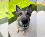 Small #1 German Shepherd Dog