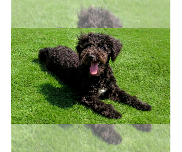 Medium Photo #1 Poodle (Miniature)-Wheaten Terrier Mix Puppy For Sale in Grovertown, IN, USA