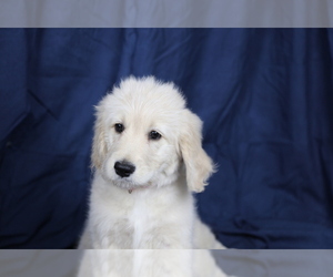 Goldendoodle Puppy for sale in HACKENSACK, NJ, USA