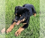 Small #11 Rottweiler