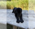 Small #2 Cane Corso