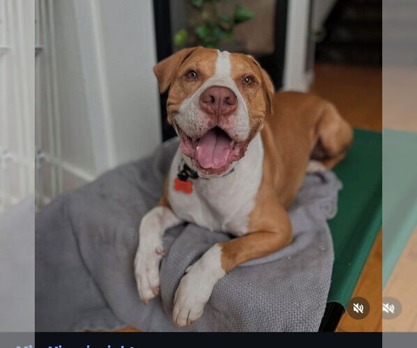 Medium Photo #2 American Pit Bull Terrier Puppy For Sale in Hayward, CA, USA