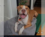 Small #1 American Pit Bull Terrier