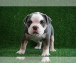 Puppy 2 Olde English Bulldogge