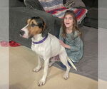 Small #13 Treeing Walker Coonhound