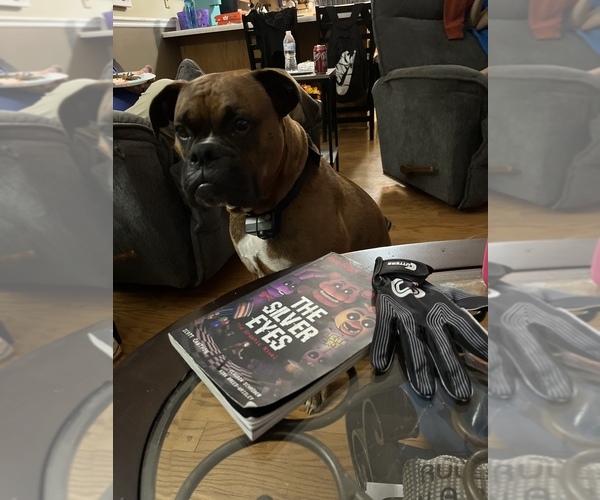 Medium Photo #9 Boxer-German Shepherd Dog Mix Puppy For Sale in RUSTBURG, VA, USA