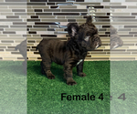 Small #6 French Bulldog