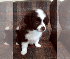 Aussiedoodle-Miniature Australian Shepherd Mix Puppy for sale in YADKINVILLE, NC, USA