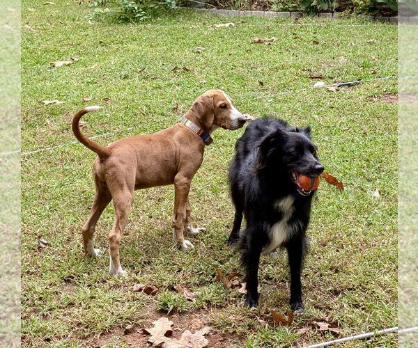 Medium Photo #4 Labrador Retriever-Unknown Mix Puppy For Sale in Mt. Laurel, NJ, USA