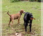 Small #3 Labrador Retriever Mix