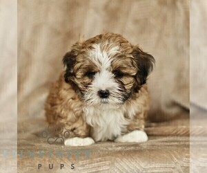 ShihPoo Puppy for sale in GORDONVILLE, PA, USA