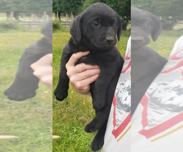 Medium Photo #10 Labrador Retriever Puppy For Sale in OLYMPIA, WA, USA