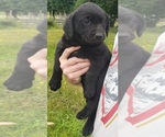 Small #9 Labrador Retriever
