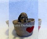 Puppy Dark blue Dachshund