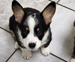 Small Pembroke Welsh Corgi