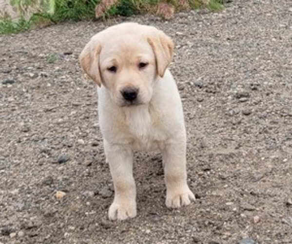 Medium Photo #1 Labrador Retriever Puppy For Sale in KIMBALL, MN, USA