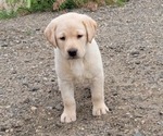Puppy Purple Caller Labrador Retriever