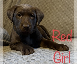 Labrador Retriever Puppy for sale in PORTSMOUTH, OH, USA