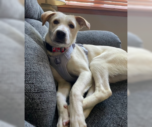 Medium Photo #7 Labrador Retriever-Unknown Mix Puppy For Sale in Brooklyn Center, MN, USA