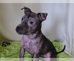 Isekai - Female Staffordshire Bull Terrier-Unknown Mix Dog for Adoption - Photo #2