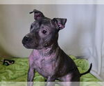 Small #1 Staffordshire Bull Terrier Mix