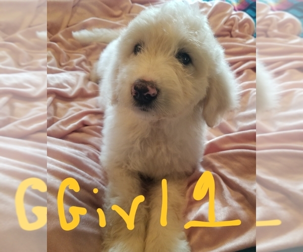 Medium Photo #1 Pyredoodle Puppy For Sale in PAWNEE, OK, USA