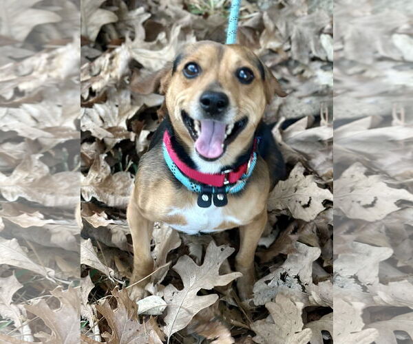 Medium Photo #3 Beagle-Unknown Mix Puppy For Sale in Dunnellon, FL, USA