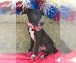 Small #2 Border Collie Mix