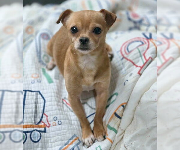 Medium Photo #2 Chihuahua Puppy For Sale in Chino Hills, CA, USA