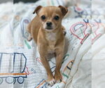 Small #1 Chihuahua