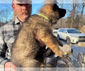 Medium German Shepherd Dog