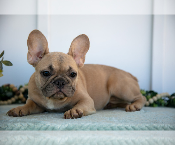 Medium Photo #2 French Bulldog Puppy For Sale in MILLERSBURG, OH, USA