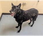 Small Chow Chow-German Shepherd Dog Mix