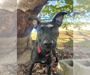 Remy - Female Mutt Dog for Adoption - Photo #2