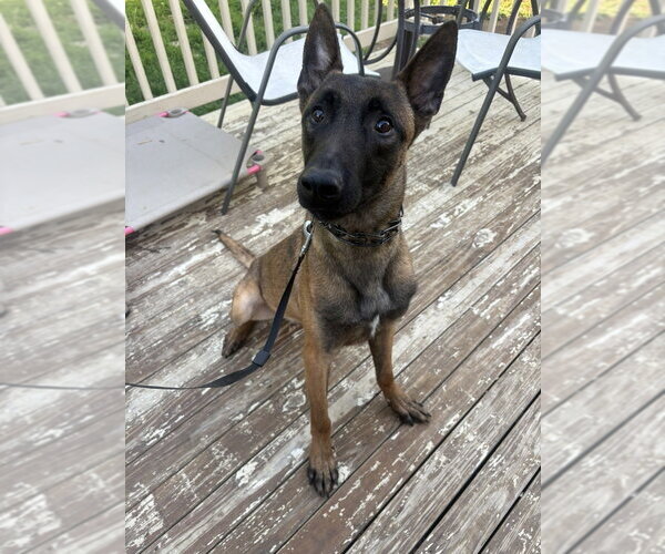 Medium Photo #2 Mutt Puppy For Sale in Imlay City, MI, USA