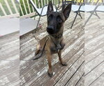 Small #1 Mutt
