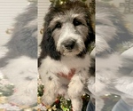Small Photo #1 Pyredoodle Puppy For Sale in AQUILLA, TX, USA