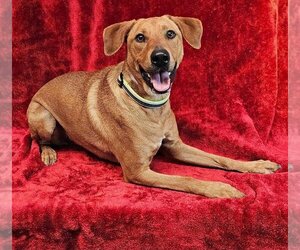 Labrador Retriever-Rhodesian Ridgeback Mix Dogs for adoption in Brewster, NY, USA