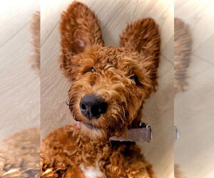 Medium Poodle (Standard) Mix