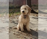 Small #5 Golden Retriever-Poodle (Toy) Mix