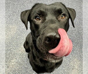 Labrador Retriever-Unknown Mix Dogs for adoption in Anchorage, AK, USA