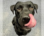 Small Labrador Retriever Mix