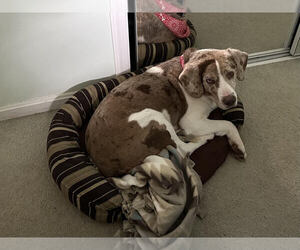 Beagle-Unknown Mix Dogs for adoption in Springdale, PA, USA