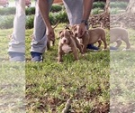 Small Photo #22 American Bully Puppy For Sale in SNELLVILLE, GA, USA