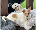 Small #1 Chihuahua Mix